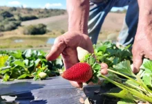 Morango e brigadeiro branco se unem em um sucesso nas redes sociais, impulsionando a venda da fruta no interior paulista. Agricultores celebram a alta demanda pelo "Morango do Amor" e o boom no consumo. Veja como as tendências digitais impactam o mercado de alimentos.