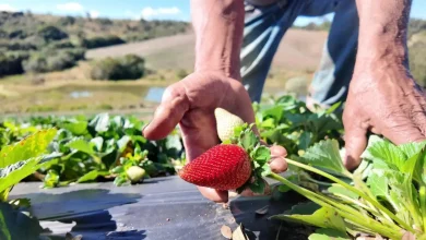 Morango e brigadeiro branco se unem em um sucesso nas redes sociais, impulsionando a venda da fruta no interior paulista. Agricultores celebram a alta demanda pelo "Morango do Amor" e o boom no consumo. Veja como as tendências digitais impactam o mercado de alimentos.