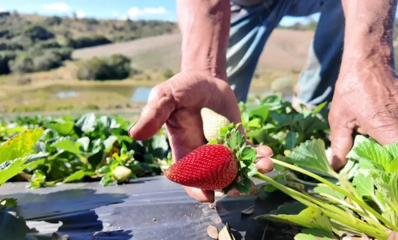 Morango do Amor: Boom nas Vendas Impulsionado por Redes Sociais 1 Morango e brigadeiro branco se unem em um sucesso nas redes sociais, impulsionando a venda da fruta no interior paulista. Agricultores celebram a alta demanda pelo "Morango do Amor" e o boom no consumo. Veja como as tendências digitais impactam o mercado de alimentos.