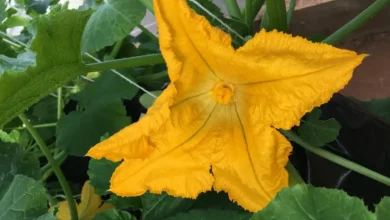 Secas cada vez mais comuns afetam não apenas agricultura e economia, mas também natureza e biodiversidade. Estudo aponta redução de 95% do valor calórico do néctar de flores e diminuição de 34% da disponibilidade de calorias para polinizadores.
