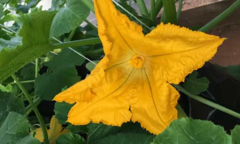 Secas cada vez mais comuns afetam não apenas agricultura e economia, mas também natureza e biodiversidade. Estudo aponta redução de 95% do valor calórico do néctar de flores e diminuição de 34% da disponibilidade de calorias para polinizadores.
