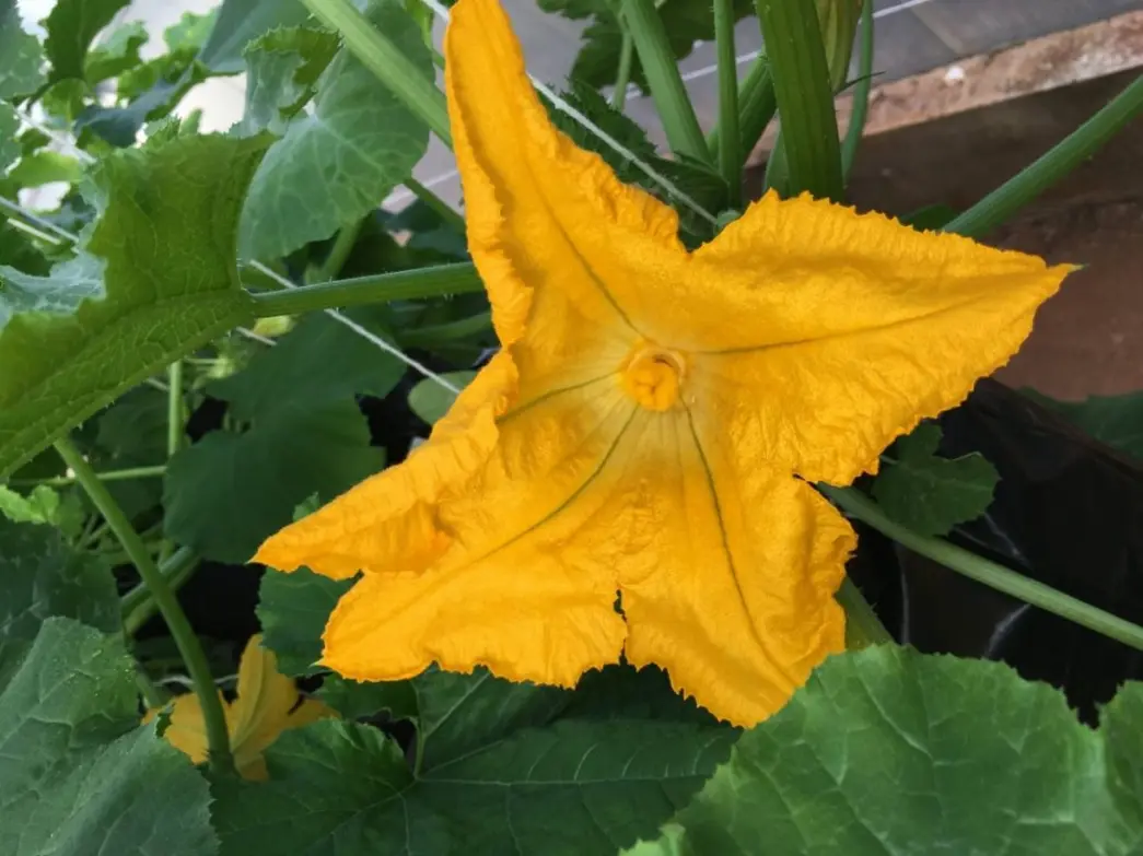 Secas cada vez mais comuns afetam não apenas agricultura e economia, mas também natureza e biodiversidade. Estudo aponta redução de 95% do valor calórico do néctar de flores e diminuição de 34% da disponibilidade de calorias para polinizadores.