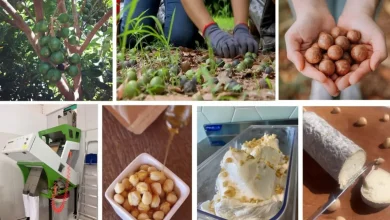 Quatorze municípios paulistas unem forças para impulsionar a produção de macadâmia. Com equipamentos modernos e apoio do Com SP Produz, o Consórcio Público de Laranja visa fortalecer a cadeia produtiva e impulsionar o setor. A macadâmia se reinventa em doces, pães, sorvetes e queijos, abrindo caminho para novos sabores e oportunidades.