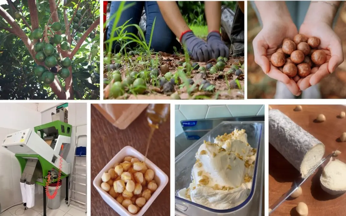 Quatorze municípios paulistas unem forças para impulsionar a produção de macadâmia. Com equipamentos modernos e apoio do Com SP Produz, o Consórcio Público de Laranja visa fortalecer a cadeia produtiva e impulsionar o setor. A macadâmia se reinventa em doces, pães, sorvetes e queijos, abrindo caminho para novos sabores e oportunidades.