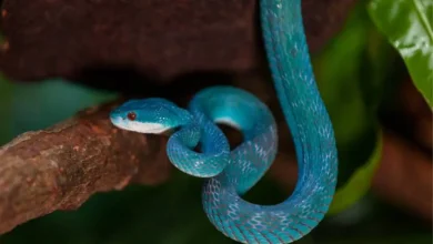 Descubra como cobras escalam árvores e agarram presas sem pés ou mãos. Especialistas do Instituto Butantan revelam os segredos por trás da locomoção e presa desses répteis fascinantes.