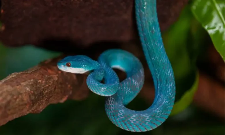 Descubra como cobras escalam árvores e agarram presas sem pés ou mãos. Especialistas do Instituto Butantan revelam os segredos por trás da locomoção e presa desses répteis fascinantes.