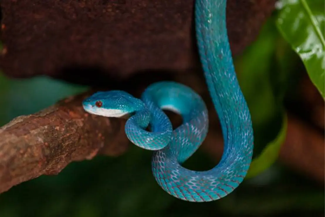 Descubra como cobras escalam árvores e agarram presas sem pés ou mãos. Especialistas do Instituto Butantan revelam os segredos por trás da locomoção e presa desses répteis fascinantes.