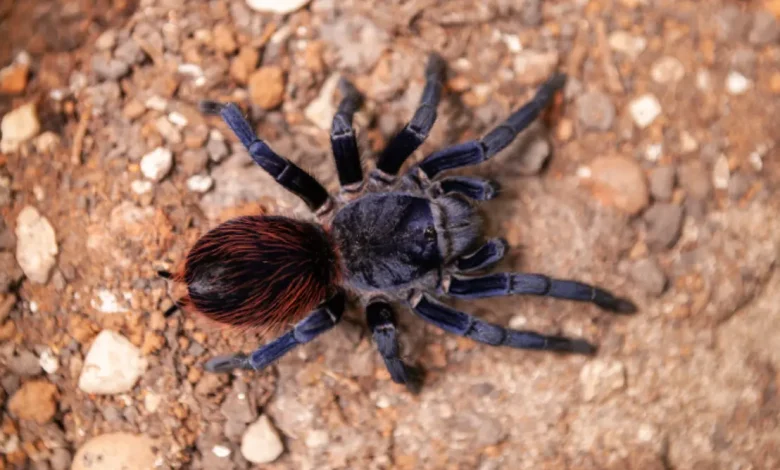Descubra a relação entre a alergia de aranha e as lesões de herpes-zóster, um mistério recentemente levantado pelo Instituto Butantan, e entenda como a alergia ao veneno das aranhas pode ativar o vírus do herpes-zóster.