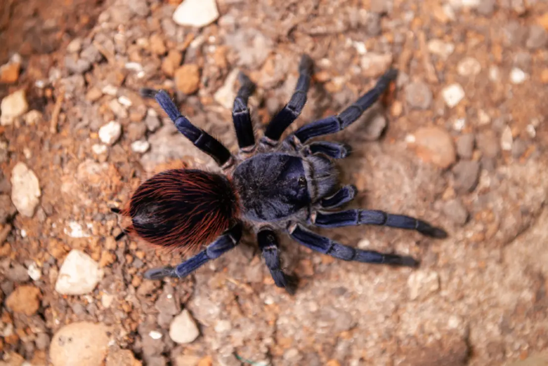 Descubra a relação entre a alergia de aranha e as lesões de herpes-zóster, um mistério recentemente levantado pelo Instituto Butantan, e entenda como a alergia ao veneno das aranhas pode ativar o vírus do herpes-zóster.