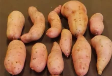 Descubra a nova variedade de batata-doce IAC Dom Pedro II, com polpa alaranjada, e outras cultivares comerciais e ornamentais expostas pelo Instituto Agronômico de Campinas na 6ª edição da Batatec.