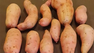 Descubra a nova variedade de batata-doce IAC Dom Pedro II, com polpa alaranjada, e outras cultivares comerciais e ornamentais expostas pelo Instituto Agronômico de Campinas na 6ª edição da Batatec.