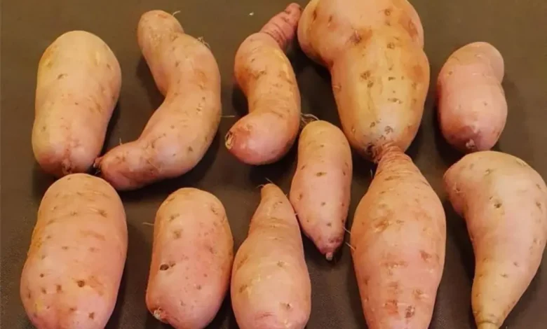 Batatec 6ª Edição: Novas Variedades de Batata-doce e Mais 1 Descubra a nova variedade de batata-doce IAC Dom Pedro II, com polpa alaranjada, e outras cultivares comerciais e ornamentais expostas pelo Instituto Agronômico de Campinas na 6ª edição da Batatec.