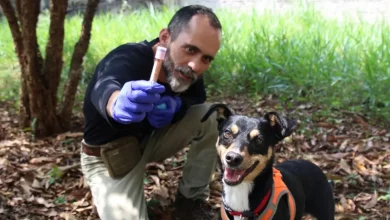 Savana, uma cadelinha abandonada, se transformou em um cão perito especializado em detectar sangue humano para a Polícia Científica de São Paulo, demonstrando que determinação e trabalho duro podem levar a grandes feitos.