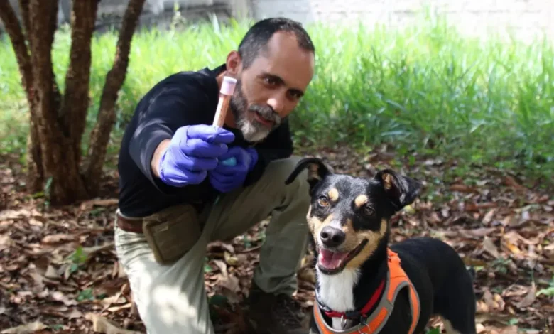 Savana, o cão que descobriu o poder do determinismo 1 Savana, uma cadelinha abandonada, se transformou em um cão perito especializado em detectar sangue humano para a Polícia Científica de São Paulo, demonstrando que determinação e trabalho duro podem levar a grandes feitos.