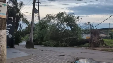 Ciclone extratropical causa quedas de árvores em São Paulo. Vento forte atinge Santos, Ubatuba, Ilhabela e Mongaguá. Agência SP alerta a população sobre riscos e recomenda cautela.