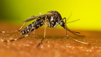 Pesquisa brasileira descobre molécula na própolis da abelha mandaçaia que elimina 90% a 100% das larvas do mosquito Aedes aegypti, transmissor da dengue. Nova esperança na luta contra a doença.