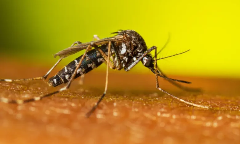 Molécula da própolis mata 90% a 100% das larvas do Aedes aegypti 1 Pesquisa brasileira descobre molécula na própolis da abelha mandaçaia que elimina 90% a 100% das larvas do mosquito Aedes aegypti, transmissor da dengue. Nova esperança na luta contra a doença.