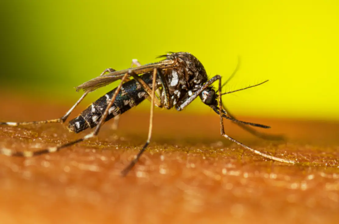 Pesquisa brasileira descobre molécula na própolis da abelha mandaçaia que elimina 90% a 100% das larvas do mosquito Aedes aegypti, transmissor da dengue. Nova esperança na luta contra a doença.