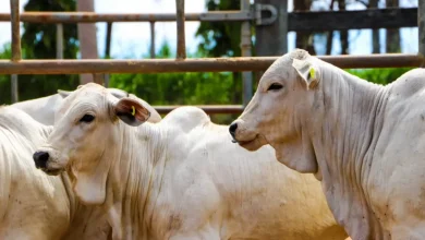 Vacinação contra a Brucelose em SP: segunda etapa começa em 1º de março. Produtores rurais devem imunizar bovinas e bubalinas entre 3 e 8 meses de idade até 31/12 para prevenir doenças e perda econômica.