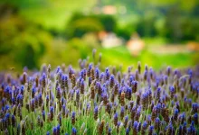 Agricultura sustentável: coletânea gratuita de ecofisiologia de 25 espécies cultivadas para aumentar produtividade e sustentabilidade, inspirando estratégias inovadoras e promovendo uso sustentável dos recursos naturais.