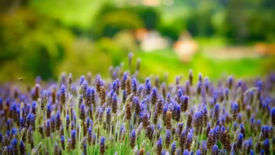 Agricultura sustentável: coletânea gratuita de ecofisiologia de 25 espécies cultivadas para aumentar produtividade e sustentabilidade, inspirando estratégias inovadoras e promovendo uso sustentável dos recursos naturais.