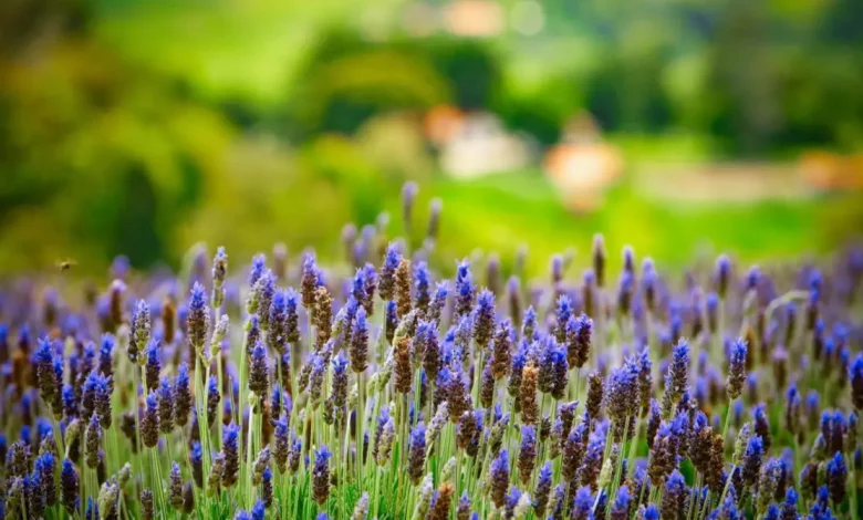 Agricultura Sustentável: Coletânea de Ecofisiologia de 25 Espécies Cultivadas 1 Agricultura sustentável: coletânea gratuita de ecofisiologia de 25 espécies cultivadas para aumentar produtividade e sustentabilidade, inspirando estratégias inovadoras e promovendo uso sustentável dos recursos naturais.
