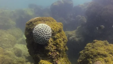 MPF entra com ação contra Prefeitura de Maragogi exigindo plano para segurança e proteção ambiental em praias. Ação busca delimitar áreas de banho, navegação e proteger o ecossistema da Área de Proteção Ambiental Costa dos Corais.