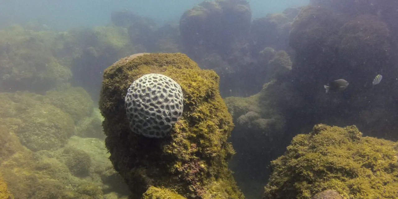 MPF entra com ação contra Prefeitura de Maragogi exigindo plano para segurança e proteção ambiental em praias. Ação busca delimitar áreas de banho, navegação e proteger o ecossistema da Área de Proteção Ambiental Costa dos Corais.