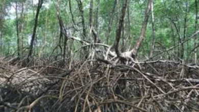 Manguezais: florestas de carbono azul. Óxidos de ferro no solo ajudam a sequestrar carbono, combatendo o efeito estufa. A degradação desses ecossistemas ameaça esse vital serviço ambiental.
