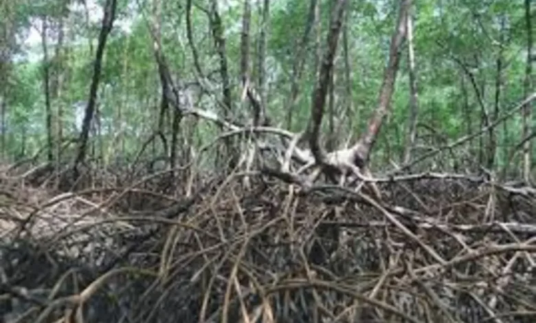 Manguezais: Florestas de Carbono Azul 1 Manguezais: florestas de carbono azul. Óxidos de ferro no solo ajudam a sequestrar carbono, combatendo o efeito estufa. A degradação desses ecossistemas ameaça esse vital serviço ambiental.
