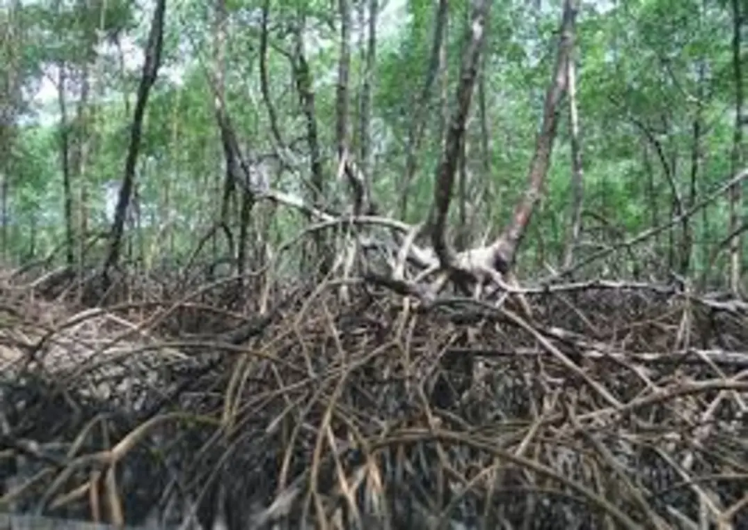 Manguezais: Florestas de Carbono Azul 14 Manguezais: florestas de carbono azul. Óxidos de ferro no solo ajudam a sequestrar carbono, combatendo o efeito estufa. A degradação desses ecossistemas ameaça esse vital serviço ambiental.