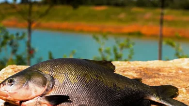 Pesquisadores da Embrapa exploram óleos essenciais de plantas da Amazônia para combater parasitas que ameaçam o tambaqui, pescado nativo brasileiro. Alternativa sustentável aos produtos químicos, os óleos essenciais demonstram eficácia na eliminação de vermes, reduzindo custos e impactos ambientais.