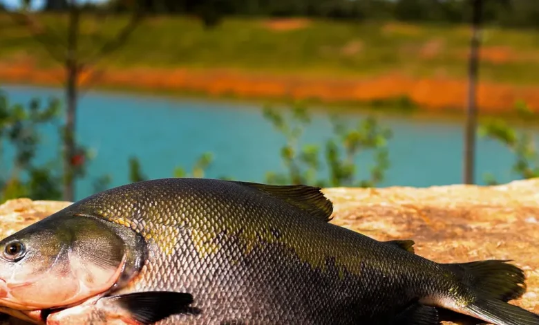 Óleos Essenciais da Amazônia Contra Parasitas do Tambaqui 1 Pesquisadores da Embrapa exploram óleos essenciais de plantas da Amazônia para combater parasitas que ameaçam o tambaqui, pescado nativo brasileiro. Alternativa sustentável aos produtos químicos, os óleos essenciais demonstram eficácia na eliminação de vermes, reduzindo custos e impactos ambientais.