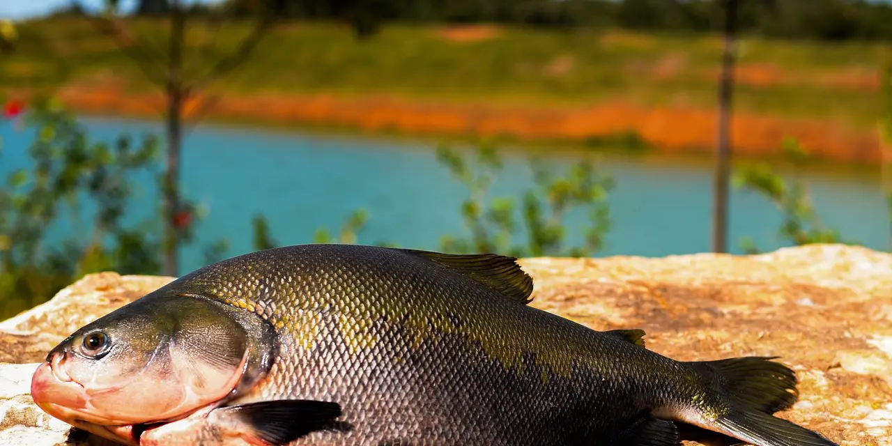 Pesquisadores da Embrapa exploram óleos essenciais de plantas da Amazônia para combater parasitas que ameaçam o tambaqui, pescado nativo brasileiro. Alternativa sustentável aos produtos químicos, os óleos essenciais demonstram eficácia na eliminação de vermes, reduzindo custos e impactos ambientais.