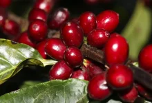 Tarifas de 50% sobre produtos brasileiros importados pelos EUA geram impacto significativo em setores como café, frutas, carnes e pescados. A Câmara Americana de Comércio e a CNI expressam preocupação com as consequências para as relações econômicas e a competitividade brasileira.