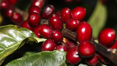Tarifas de 50% sobre produtos brasileiros importados pelos EUA geram impacto significativo em setores como café, frutas, carnes e pescados. A Câmara Americana de Comércio e a CNI expressam preocupação com as consequências para as relações econômicas e a competitividade brasileira.