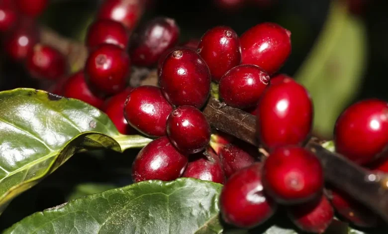 Tarifas de 50% Impactam Negativamente Exportações Brasileiras aos EUA 1 Tarifas de 50% sobre produtos brasileiros importados pelos EUA geram impacto significativo em setores como café, frutas, carnes e pescados. A Câmara Americana de Comércio e a CNI expressam preocupação com as consequências para as relações econômicas e a competitividade brasileira.