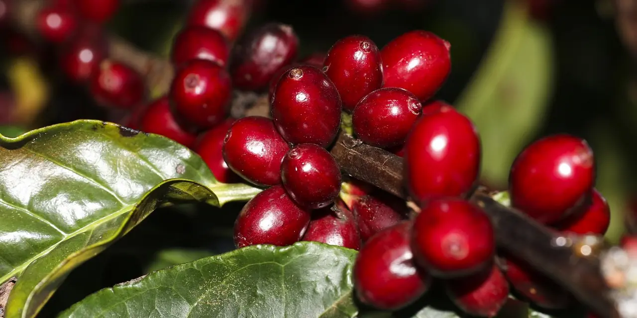 Tarifas de 50% sobre produtos brasileiros importados pelos EUA geram impacto significativo em setores como café, frutas, carnes e pescados. A Câmara Americana de Comércio e a CNI expressam preocupação com as consequências para as relações econômicas e a competitividade brasileira.