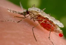 Pesquisadores da USP alertam para o risco da entrada do mosquito Anopheles stephensi no Brasil. A espécie, transmissora da malária, já se espalhou por 14 países e se adapta facilmente a ambientes urbanos. Acompanhe a situação e as medidas de controle.