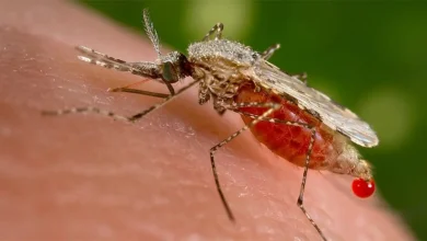 Pesquisadores da USP alertam para o risco da entrada do mosquito Anopheles stephensi no Brasil. A espécie, transmissora da malária, já se espalhou por 14 países e se adapta facilmente a ambientes urbanos. Acompanhe a situação e as medidas de controle.