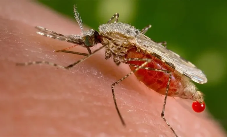 Alerta: Mosquito transmissor de malária ameaça o Brasil 1 Pesquisadores da USP alertam para o risco da entrada do mosquito Anopheles stephensi no Brasil. A espécie, transmissora da malária, já se espalhou por 14 países e se adapta facilmente a ambientes urbanos. Acompanhe a situação e as medidas de controle.
