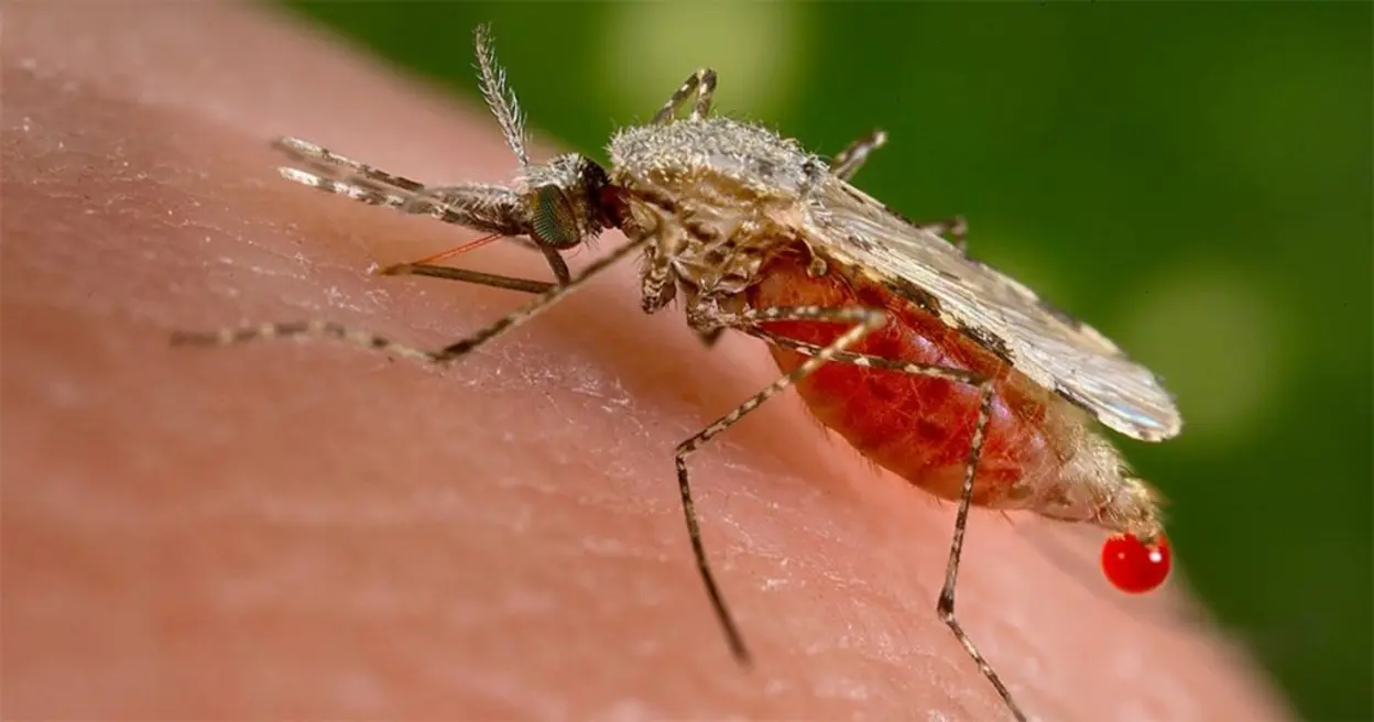 Pesquisadores da USP alertam para o risco da entrada do mosquito Anopheles stephensi no Brasil. A espécie, transmissora da malária, já se espalhou por 14 países e se adapta facilmente a ambientes urbanos. Acompanhe a situação e as medidas de controle.
