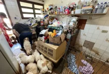 Polícia resgata mais de 100 animais vítimas de maus-tratos em sítio de Mairiporã. Cães, gatos e porcos encontravam-se em condições precárias, com desnutrição, doenças e ferimentos. Inquérito aberto para identificar os responsáveis.