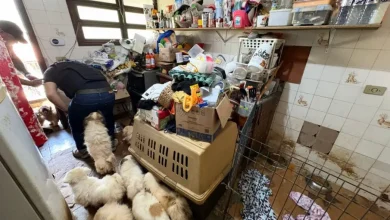 Polícia resgata mais de 100 animais vítimas de maus-tratos em sítio de Mairiporã. Cães, gatos e porcos encontravam-se em condições precárias, com desnutrição, doenças e ferimentos. Inquérito aberto para identificar os responsáveis.