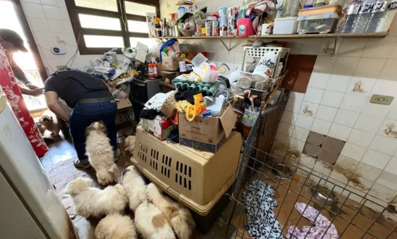 Polícia resgata mais de 100 animais vítimas de maus-tratos em sítio 1 Polícia resgata mais de 100 animais vítimas de maus-tratos em sítio de Mairiporã. Cães, gatos e porcos encontravam-se em condições precárias, com desnutrição, doenças e ferimentos. Inquérito aberto para identificar os responsáveis.