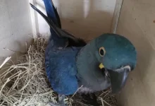 Lídia, uma arara-azul-de-lear criada em São Paulo, embarca em missão para fortalecer a população da espécie na Bahia. A iniciativa visa aumentar a diversidade genética e proteger a arara-azul-de-lear de ameaças como perda de habitat e tráfico ilegal.