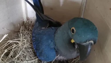 Lídia, uma arara-azul-de-lear criada em São Paulo, embarca em missão para fortalecer a população da espécie na Bahia. A iniciativa visa aumentar a diversidade genética e proteger a arara-azul-de-lear de ameaças como perda de habitat e tráfico ilegal.