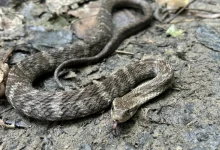 Aprenda a diferenciar jararaca de falsas-jararacas! Descubra como identificar essas serpentes que imitam a aparência venenosa, mas não representam perigo. Evite o contato e mantenha a segurança.