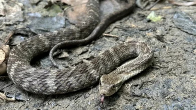 Aprenda a diferenciar jararaca de falsas-jararacas! Descubra como identificar essas serpentes que imitam a aparência venenosa, mas não representam perigo. Evite o contato e mantenha a segurança.