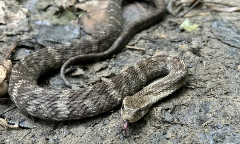 Jararaca ou Falsa-jararaca: Aprenda a Diferenciar 1 Aprenda a diferenciar jararaca de falsas-jararacas! Descubra como identificar essas serpentes que imitam a aparência venenosa, mas não representam perigo. Evite o contato e mantenha a segurança.